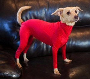 Détail d'une combinaison rouge haute élasticité pour chiens et chats sur canapé