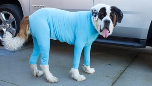 Gros plan d'un grand chien portant une combinaison intégrale élastique bleu clair dehors