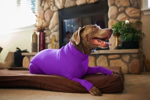 Gros plan sur un body violet élastique pour grands chiens, protection et récupération