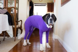 Détail d'une combinaison violette haute élasticité pour chien avec protection des pattes