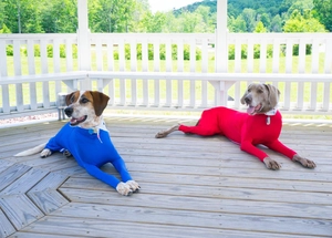 Détail de combinaisons haute élasticité pour chiens en bleu et rouge sur terrasse