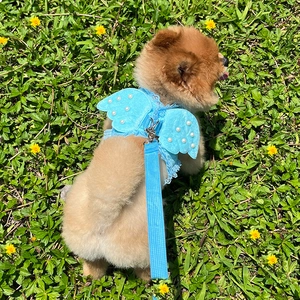 Detail of blue pet harness with pearl-decorated wings and lace on green grass