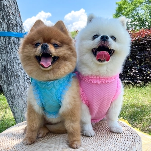 Close-up of breathable mesh pet harness with lace trim in pink and blue for small dogs