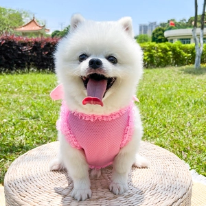 Pink pet lace vest with breathable mesh and bowknot detail on a white Pomeranian