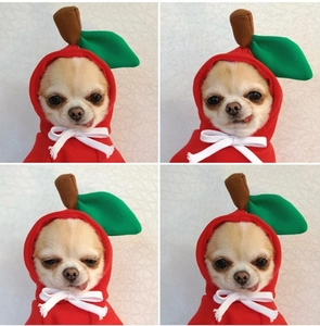 Cute red apple-themed fleece dog hoodie with green leaf detail for small pets