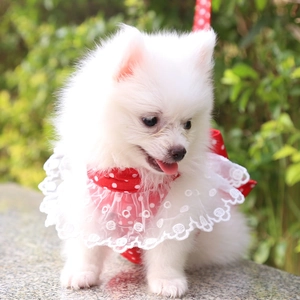 Dettaglio del vestito rosso a pois per animali con colletto in pizzo bianco su un cane