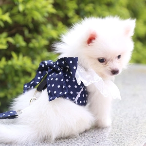 Dettaglio dell'imbracatura blu navy a pois per cani con pizzo e grande fiocco decorativo