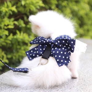 Dettaglio dell'imbracatura blu a pois per animali con fiocco su un gatto bianco