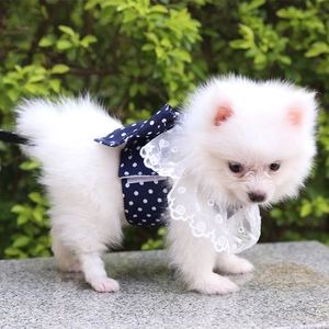 Pettorina per cani a pois con colletto in pizzo indossata da un Pomerania bianco
