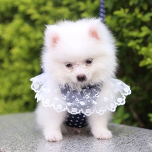 Dettaglio della pettorina blu a pois con pizzo bianco indossata da un piccolo pomerania