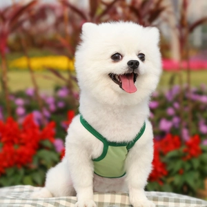 Close-up of breathable light green mesh pet vest with dark green trim for small dogs