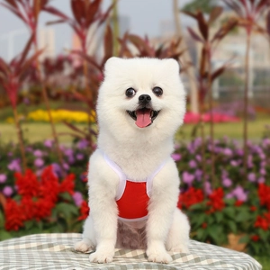 Close-up of a Pomeranian dog wearing a breathable red mesh vest with white trim in a garden