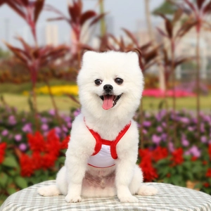 Close-up of white breathable mesh dog vest with vibrant red edges in outdoor garden