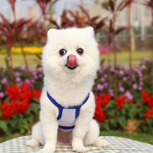 Blue and white breathable mesh dog vest worn by a small white Pomeranian in a sunny park