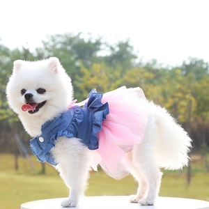 Close-up of a white Pomeranian dog wearing a blue denim and pink tulle pet princess dress