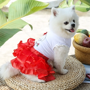 Detail of red polka dot mesh pet dress with strawberry print on a white Pomeranian dog