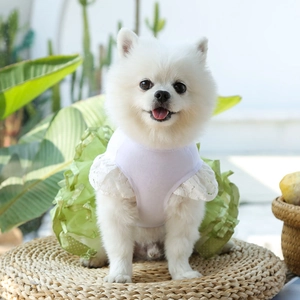 White Pomeranian in a lace trim fruit dress with green mesh skirt and bow detail
