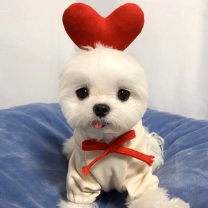 Détail de vêtements pour chien beige avec nœud rouge et coiffe cœur sur un bichon