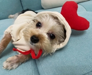 Détail d'un sweat à capuche crème pour petit chien avec un cœur 3D rouge sur la capuche