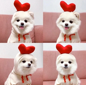 Sweat à capuche beige pour animal avec cœur rouge 3D sur la capuche, porté par un petit chien