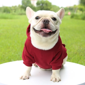 Close-up of red pet hoodie with ribbed cuffs on a small dog in an outdoor setting