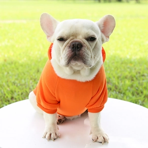 Close-up of a bright orange pet hoodie with ribbed cuffs on a white French Bulldog