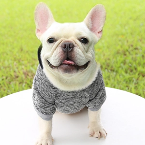 Detail of soft black-grey knit sweater on a cream French Bulldog in a grassy park setting