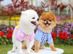 Close-up of pink and blue plaid pet shirts with puff sleeves on Pomeranian dogs