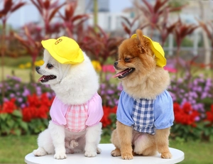 Close-up of pet summer outfit with plaid shirt and yellow drawstring sun hat on Pomeranians