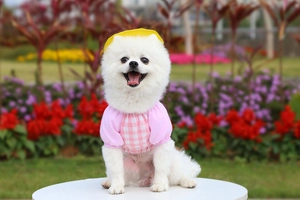 Pink checkered pet dress with bubble sleeves and yellow hat on a white dog