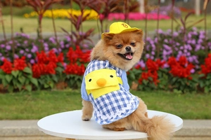 Close-up of blue plaid pet outfit with 3D yellow duck backpack and matching sun hat