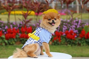 Blue plaid pet shirt with cartoon duck backpack and yellow sun hat for small dogs