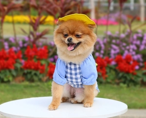 Detail of small dog in blue plaid outfit with yellow hat in a sunny park setting