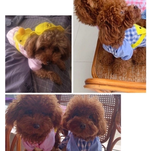Pink and blue plaid pet outfit with cartoon duck hat for dogs and cats