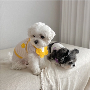 Détail d'un chien portant un bavoir tournesol et un gilet dans un décor chaleureux