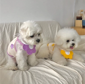 Détail de bavoirs en forme de pétale et gilets assortis sur petits chiens blancs mignons
