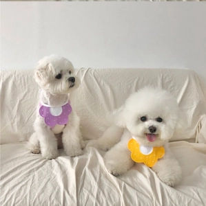 Gros plan de petits chiens portant des bavoirs floraux violets et jaunes à pois doux