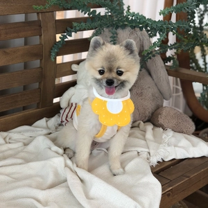 Gros plan d'un petit chien avec un bavoir fleur jaune et un gilet rayé sur un banc