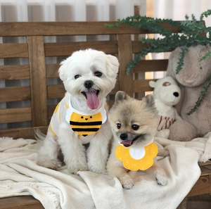 Gros plan de petits chiens portant des bandanas à motifs abeille et fleur avec dentelle