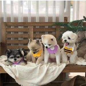 Gros plan de petits chiens portant des bavoirs fleurs et abeilles sur un banc