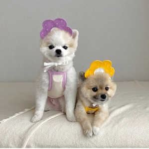 Ensemble bandeau floral et bandana pour petit chien en violet et jaune pour animaux