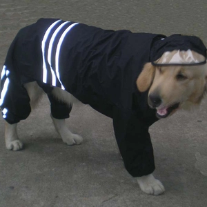 Detail of waterproof dog raincoat with reflective stripes and transparent hood brim