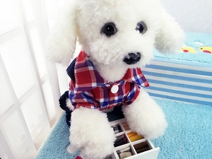 Detail of red and blue plaid pet shirt with collar and buttons on a white curly dog
