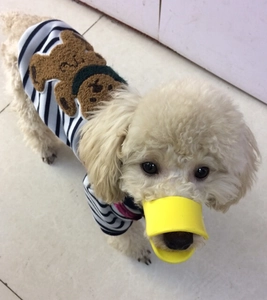 Close-up of a small dog wearing a yellow silicone duckbill muzzle and striped sweater