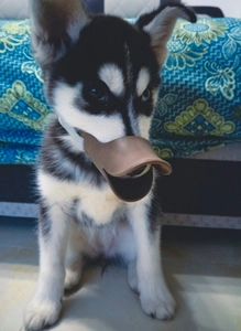 Brown silicone duck-billed muzzle for dogs shown on a puppy in a home setting