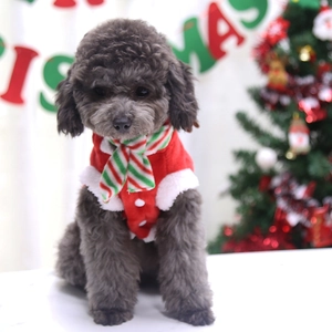 Détail d'un chien en gilet de Noël rouge en peluche avec écharpe rayée et sapin