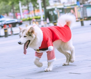 Macro di un cane grande che indossa mantello natalizio in pile e scaldamuscoli