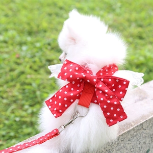 Pettorina a pois con fiocco rosso e ali di pizzo indossata da un cane Pomerania bianco