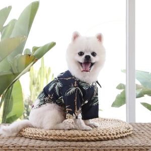 Close-up of a white Pomeranian dog wearing a navy Hawaiian shirt with coconut tree prints