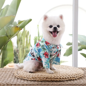Close-up of a white Pomeranian wearing a tropical pineapple dog shirt on a grass mat